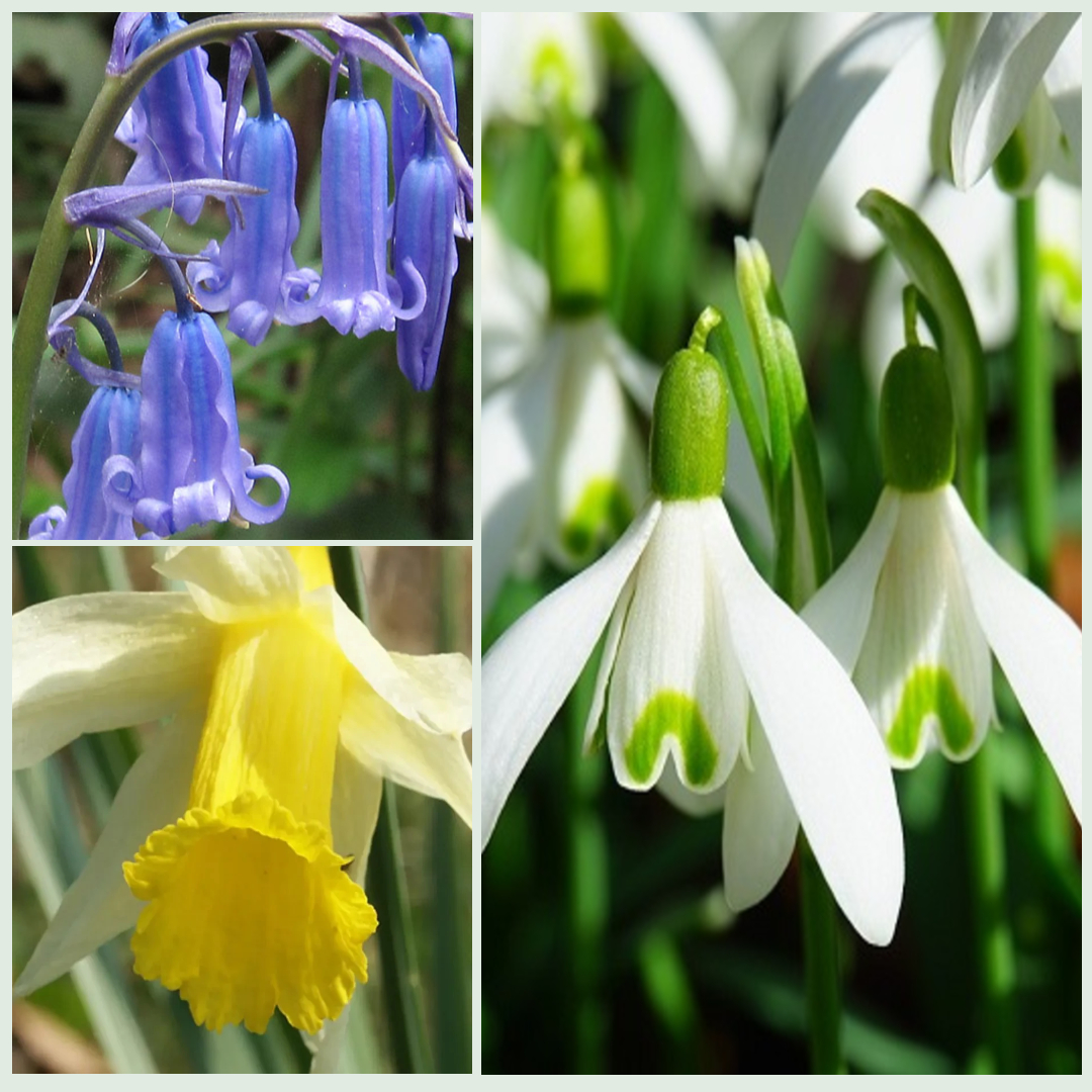 Wildflower Favourites Bulbs 'In The Green' Collection